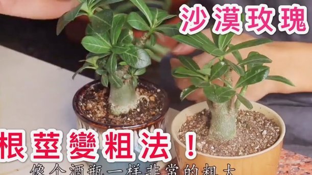 花呗商家收到的钱可以提现吗
