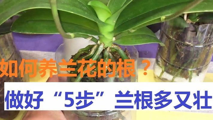 携程拿去花购物指南