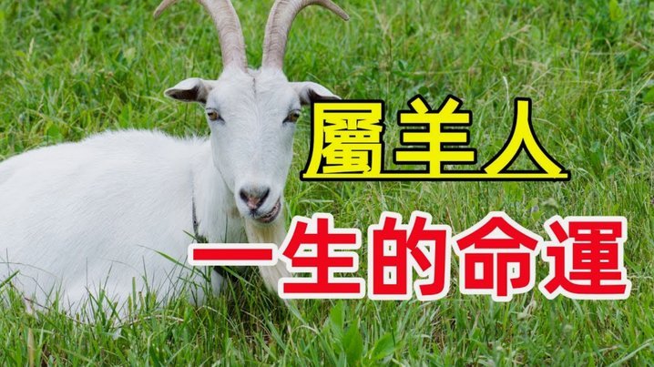 羊小咩额度怎么回收秒到
