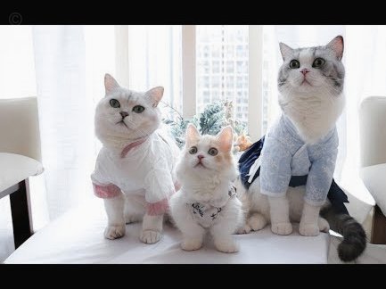 2021年花呗天猫秒付新体验