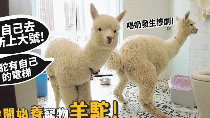 羊小咩购物可以退款吗