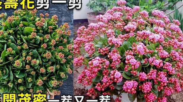 携程“拿花”：旅游消费新金融