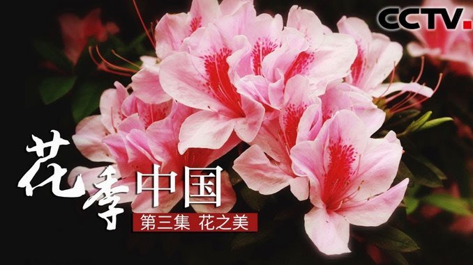套花呗的机器靠谱吗？