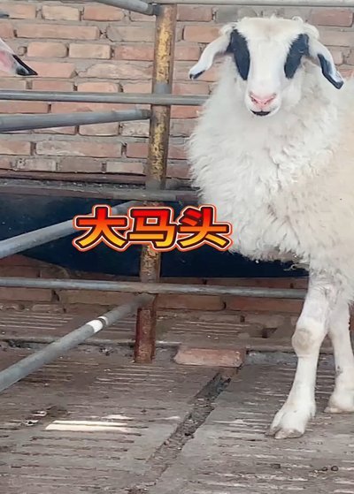 羊小咩可靠吗