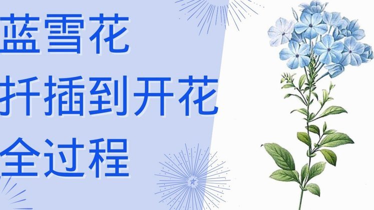 套花呗需要手续费吗现在