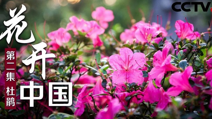花呗秒套平台为何难开通