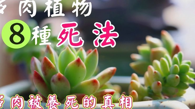 花呗秒套平台 怎么开通不了